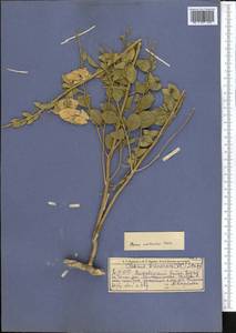 Cleome coluteoides Boiss., Middle Asia, Kopet Dag, Badkhyz, Small & Great Balkhan (M1) (Turkmenistan)