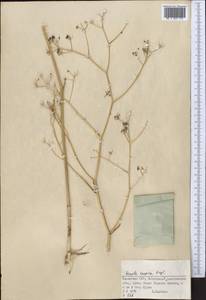 Ferula caspica M.Bieb., Middle Asia, Muyunkumy, Balkhash & Betpak-Dala (M9) (Kazakhstan)