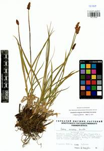 Carex curaica Kunth, Siberia, Baikal & Transbaikal region (S4) (Russia)