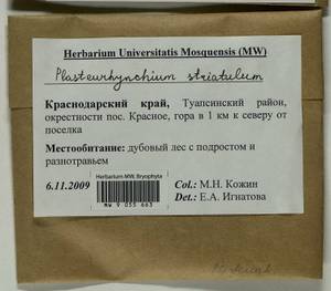 Plasteurhynchium striatulum (Spruce) M. Fleisch., Bryophytes, Bryophytes - North Caucasus & Ciscaucasia (B12) (Russia)