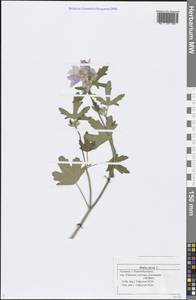 Malva alcea L., Eastern Europe, Middle Volga region (E8) (Russia)