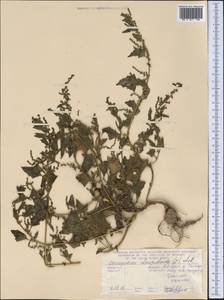 Oxybasis chenopodioides (L.) S. Fuentes, Uotila & Borsch, Middle Asia, Caspian Ustyurt & Northern Aralia (M8) (Kazakhstan)