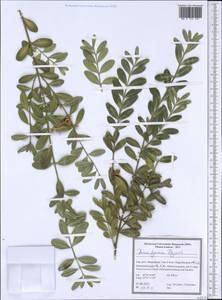 Buxus sempervirens L., South Asia, South Asia (Asia outside ex-Soviet states and Mongolia) (ASIA) (Iran)