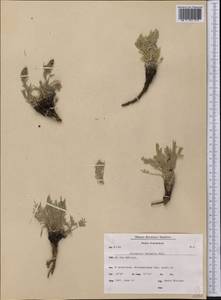 Artemisia borealis Pall., America (AMER) (Greenland)