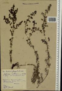 Galium verum subsp. verum, Eastern Europe, Middle Volga region (E8) (Russia)