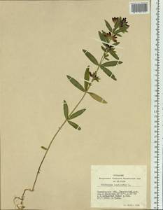 Trifolium lupinaster L., Siberia, Altai & Sayany Mountains (S2) (Russia)