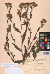Centaurea stenolepis A. Kern., Eastern Europe, South Ukrainian region (E12) (Ukraine)