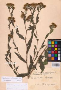 Centaurea stenolepis A. Kern., Eastern Europe, South Ukrainian region (E12) (Ukraine)
