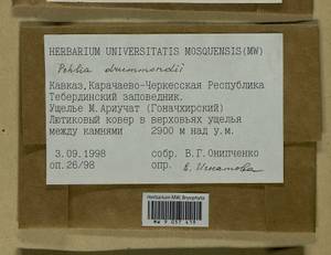 Pohlia drummondii (Müll. Hal.) A.L. Andrews, Bryophytes, Bryophytes - North Caucasus & Ciscaucasia (B12) (Russia)