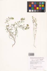 Meniocus linifolius (Stephan ex Willd.) DC., Eastern Europe, Lower Volga region (E9) (Russia)