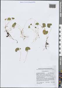 Viola palustris L., Western Europe (EUR) (Spain)