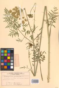 Silphiodaucus prutenicus subsp. prutenicus, Eastern Europe, Moscow region (E4a) (Russia)