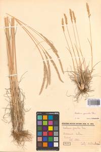 Koeleria pyramidata (Lam.) P.Beauv., Eastern Europe, South Ukrainian region (E12) (Ukraine)
