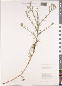 Centaurea alba subsp. sterilis (Stev.) Mikheev, Caucasus, Black Sea Shore (from Novorossiysk to Adler) (K3) (Russia)
