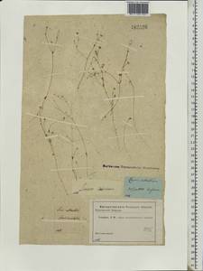 Linum catharticum L., Eastern Europe, Moscow region (E4a) (Russia)