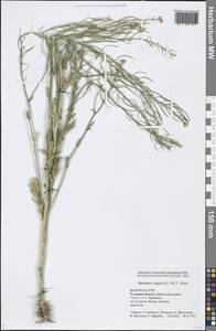 Barbarea vulgaris W. T. Aiton, Eastern Europe, Central region (E4) (Russia)