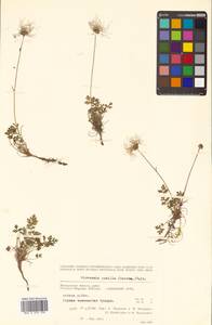 Geum selinifolium (Fisch. ex F. Schmidt) Hultén, Siberia, Chukotka & Kamchatka (S7) (Russia)