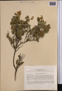 Spiraea pilosa Franch., Middle Asia, Western Tian Shan & Karatau (M3) (Uzbekistan)