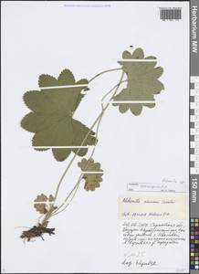 Alchemilla, Eastern Europe, Lower Volga region (E9) (Russia)