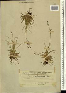 Carex tristis M.Bieb., Caucasus, Azerbaijan (K6) (Azerbaijan)