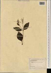 Chloranthus, South Asia, South Asia (Asia outside ex-Soviet states and Mongolia) (ASIA) (Not classified)