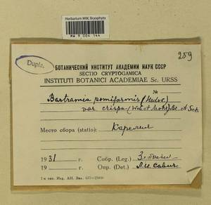 Bartramia pomiformis Hedw., Bryophytes, Bryophytes - Karelia, Leningrad & Murmansk Oblasts (B4) (Russia)