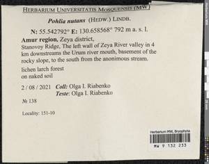 Pohlia nutans (Hedw.) Lindb., Bryophytes, Bryophytes - Russian Far East (excl. Chukotka & Kamchatka) (B20) (Russia)