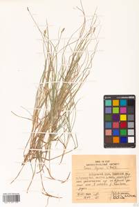 Carex iljinii V.I.Krecz., Siberia, Russian Far East (S6) (Russia)