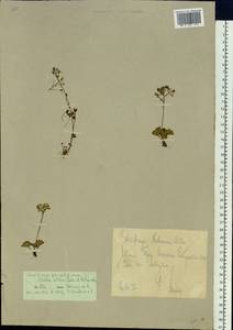 Micranthes nelsoniana var. porsildiana (Calder & Savile) Gornall & H.Ohba, Siberia, Yakutia (S5) (Russia)