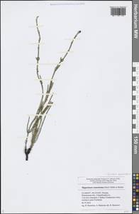 Equisetum ramosissimum Desf., Eastern Europe, Middle Volga region (E8) (Russia)