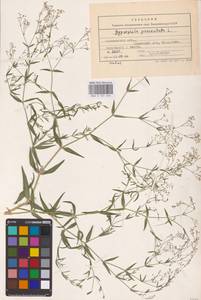 Gypsophila paniculata L., Eastern Europe, Central forest-and-steppe region (E6) (Russia)