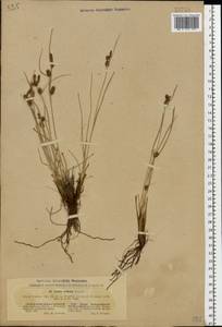 Carex extensa Gooden., Eastern Europe, South Ukrainian region (E12) (Ukraine)