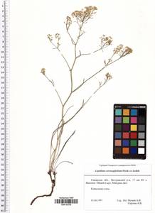 Lepidium coronopifolium Fisch., Eastern Europe, Middle Volga region (E8) (Russia)