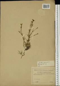 Dianthus arenarius L., Eastern Europe, Volga-Kama region (E7) (Russia)