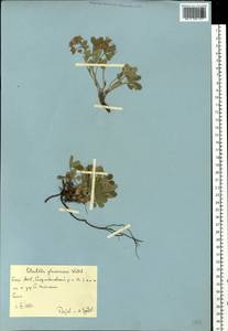 Potentilla cinerea subsp. incana (G. Gaertn., B. Mey. & Scherb.) Asch., Eastern Europe, Eastern region (E10) (Russia)