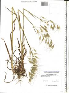 Avena sterilis subsp. ludoviciana (Durieu) Gillet & Magne, Caucasus, Azerbaijan (K6) (Azerbaijan)