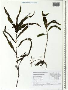 Potamogeton alpinus Balb., Eastern Europe, Central region (E4) (Russia)