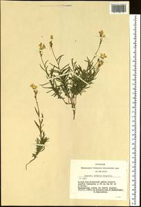 Linaria altaica Fisch., Siberia, Altai & Sayany Mountains (S2) (Russia)