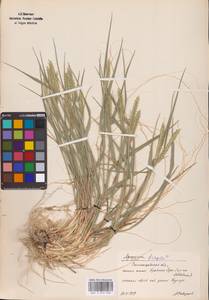 Agropyron fragile (Roth) P.Candargy, Eastern Europe, Lower Volga region (E9) (Russia)
