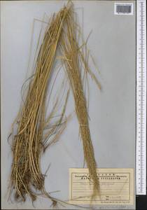 Puccinellia dolicholepis (V.I.Krecz.) Pavlov, Middle Asia, Northern & Central Tian Shan (M4) (Kazakhstan)