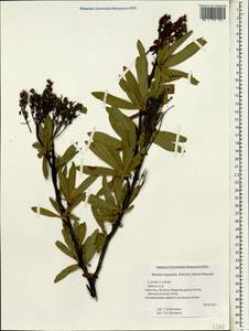 Sibiraea angustata (Rehder) Hand.-Mazz., South Asia, South Asia (Asia outside ex-Soviet states and Mongolia) (ASIA) (China)