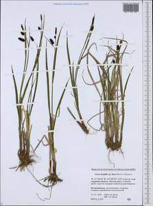 Carex saxatilis L., Siberia, Russian Far East (S6) (Russia)