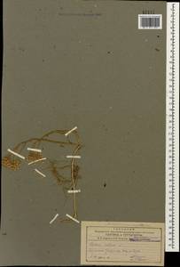 Sedum album L., Caucasus, Armenia (K5) (Armenia)