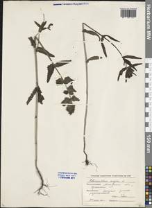 Rhinanthus serotinus var. vernalis (N. W. Zinger) Janch., Eastern Europe, Moscow region (E4a) (Russia)