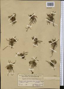 Lagotis korolkowii (Regel & Schmalh.) Maxim., Middle Asia, Pamir & Pamiro-Alai (M2)