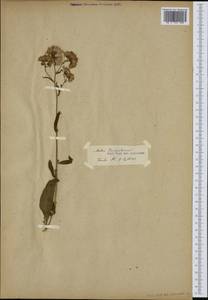 Tripolium pannonicum (Jacq.) Dobrocz., Western Europe (EUR)