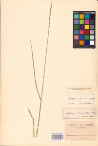 Thinopyrum intermedium (Host) Barkworth & D.R.Dewey, Eastern Europe, Eastern region (E10) (Russia)