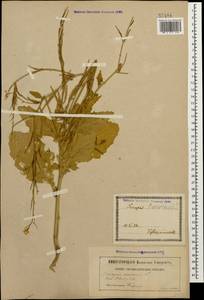 Rhamphospermum arvense (L.) Andrz. ex Besser, Caucasus, Georgia (K4) (Georgia)