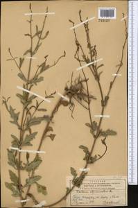 Verbena officinalis L., Middle Asia, Western Tian Shan & Karatau (M3) (Kazakhstan)