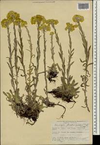 Helichrysum graveolens (M. Bieb.) Sw., South Asia, South Asia (Asia outside ex-Soviet states and Mongolia) (ASIA) (Turkey)